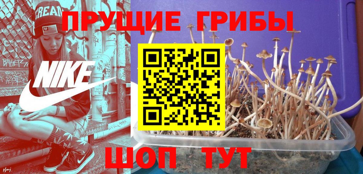 Нижнеудинск  хочу наркоту  Вход с VPN  Псилоцибиновые грибы Psilocybine cubensis 